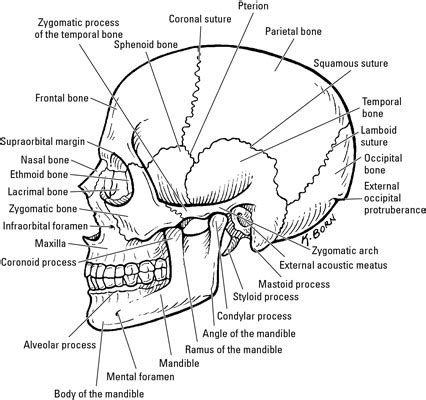 Bones in your face around the eye(s) area calledthe human face has 14 bones. The Bones in the Neurocranium - dummies
