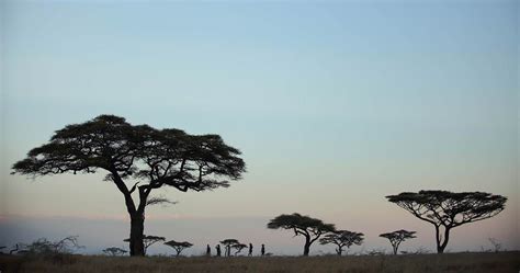 Plants And Trees In Serengeti National Park Tanzania