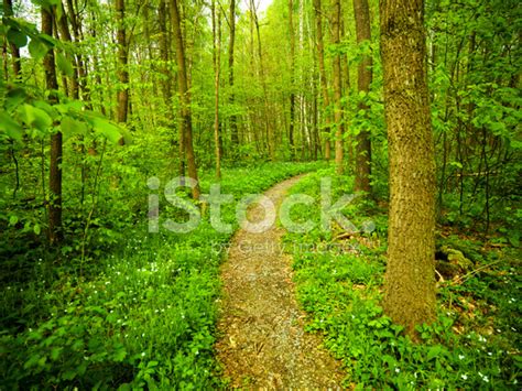 Path Through Beech Tree Forest Stock Photo Royalty Free Freeimages