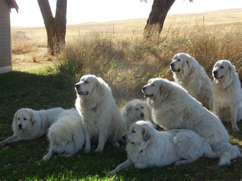 Dedicated to providing the safest and most reliable pet transportation for your family pets nationwide. Pet movers, Pet delivery service, Dog transport, Pet ...