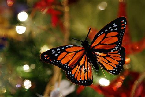 Christmas 12 Orange Monarch Butterfly Ornament Decorations Etsy