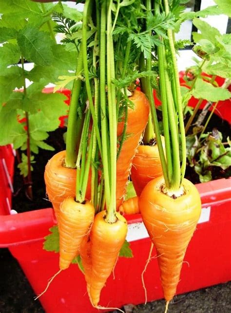Growing Carrots In Containers How To Grow Carrots In Pots Balcony