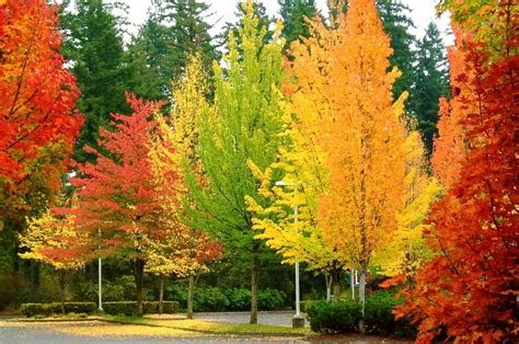 Spectacular Trees For Fall The Tree Center