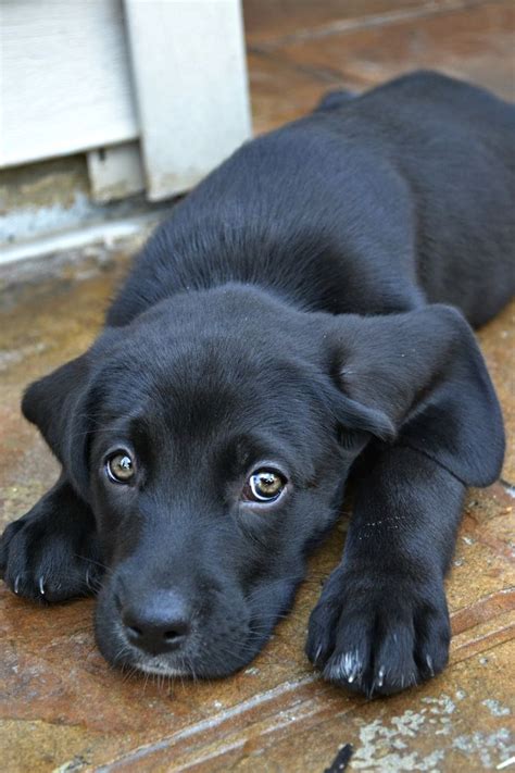 This includes knowing how much to feed a lab puppy. 118 best Black Labs images on Pinterest | Fluffy pets ...