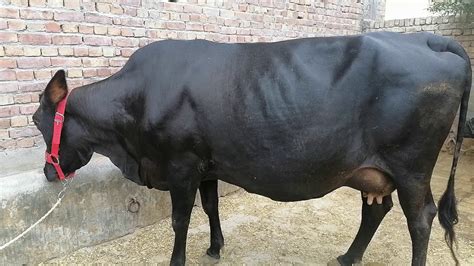 Watch Sahiwal Cow For Sale Sahiwal Cow For Sale In Punjab Pakistan