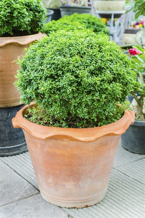 Architectural plants, or structural plants are a great way to add one, or more focal. Evergreen Container Plants - Learn About Container Grown ...