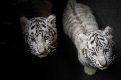 China Purrs Over White Tiger Triplets