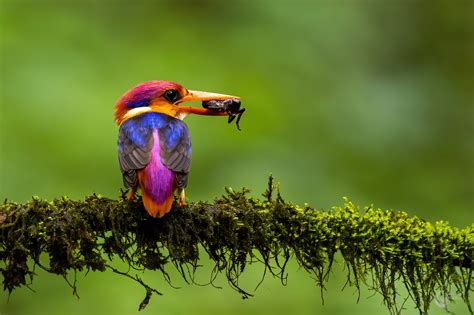 Oriental Dwarf Kingfisher Bird