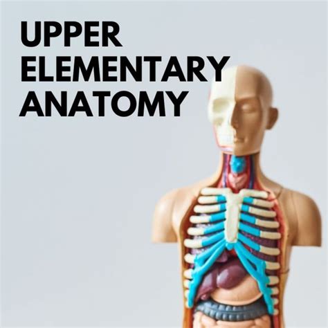Reproductive Sexual Anatomy Lesson Plan For Upper Elementary School