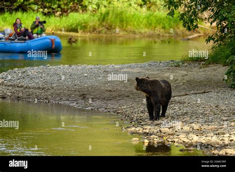Nature And Wildlife Photographers On Bear Watching Grizzly Viewing