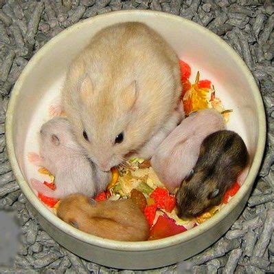 Mommy and baby Hamsters. | Hamster's | Pinterest | Baby ...
