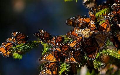 Bing Daily Backgrounds Desktop Wallpapers Monarch Butterfly