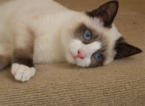 Snowshoe Cat Siamese Biological Science Picture Directory