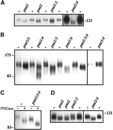 Bud8p And Bud9p Proteins That May Mark The Sites For Bipolar Budding