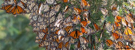 monarch butterfly migration facts and more holbrook travel