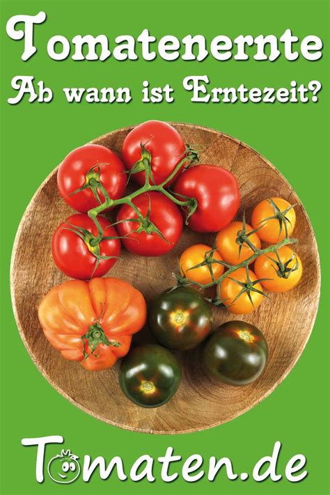 Reife stachelbeeren sind in der regel nur eine sehr begrenzte zeit haltbar und sie können leicht platzen. ernten - ab wann? Infos zur Erntezeit - Tomatenernte ...