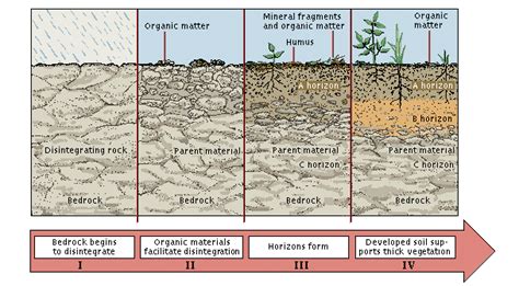 Learn vocabulary, terms and more with flashcards, games and other study tools. Professional Turf Care That Starts With The Soil: Science