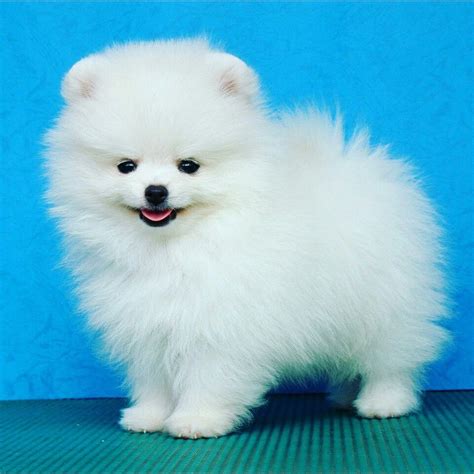 Pomeranian Puppies Adopt A Puppy For Free Pets Lovers