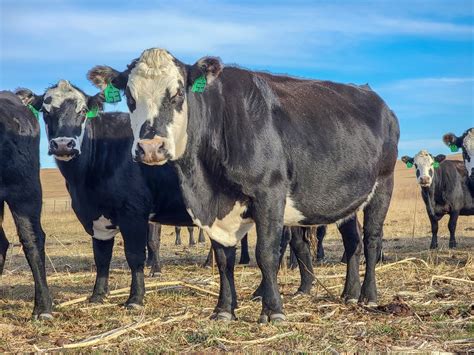 Cow Herd Report Card Ii Post Partum Interval And Calving Rates Unl Beef