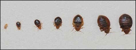 Bed Bug Bites And Symptoms How To Tell If You Have Bed Bugs