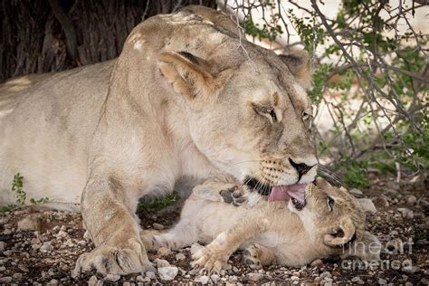 Lioness Grooming Cub Photograph By Tony Camachoscience Photo Library
