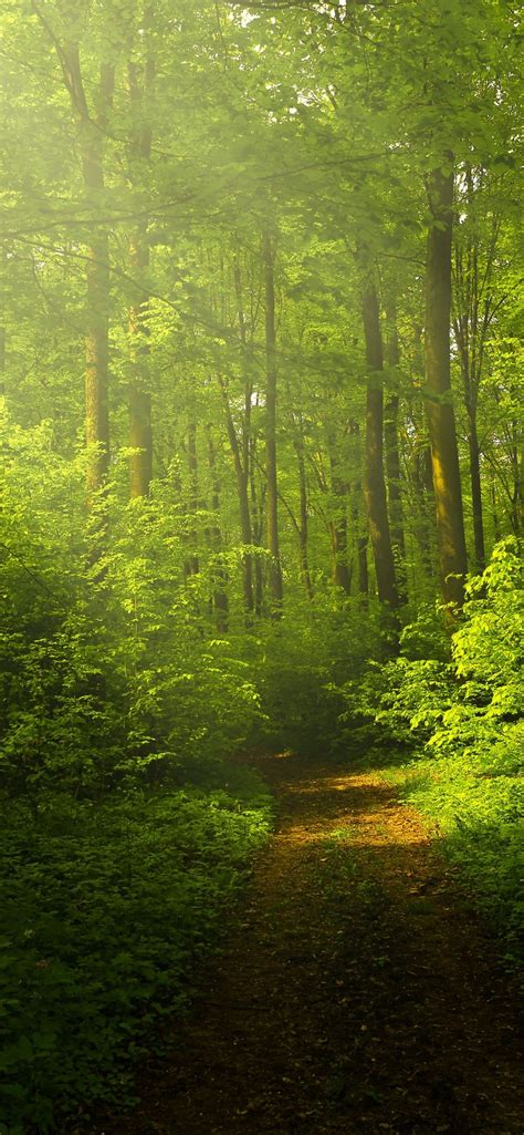 Green Forest Wallpaper 4k Woods Trails Pathway Sun Rays Glade
