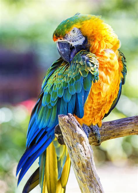 Catalina Macaw Photograph By Bill Tiepelman