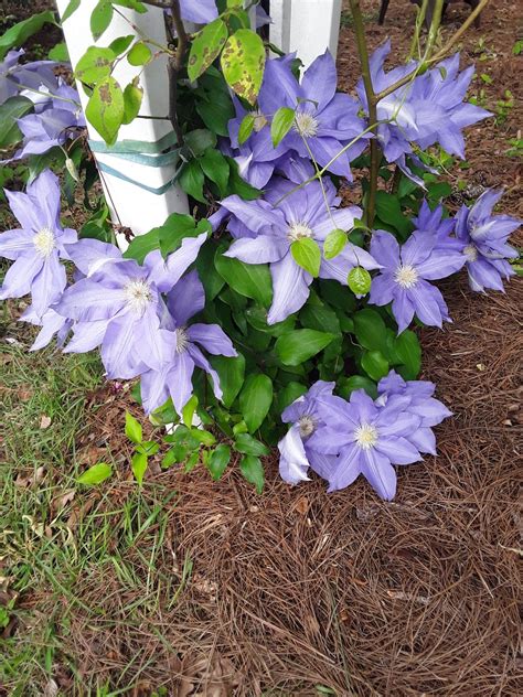 Hopefully you have a planting location in mind before you bring home your new clematis. Blue Clematis | Blue clematis, Clematis, Plants