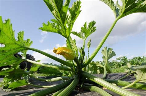 Cedar mulch is a beneficial organic compound for vegetable gardens. 16. Vegetable Gardening | NC State Extension Publications
