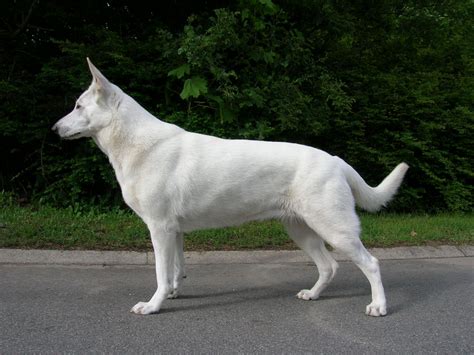 The white shepherd was developed from german shepherd dogs carrying the recessive gene for a white coat. American White Shepherd - Puppies, Rescue, Pictures ...