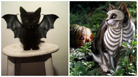 En nuestra tienda de disfraces de carnaval y halloween casa del disfraz compra tus disfraces con los mejores precios: 15 terroríficos (y muy adorables) disfraces para gatos que ...