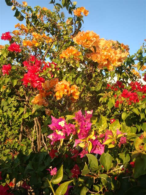 Maybe you would like to learn more about one of these? Stop and smell the flowers :) Key West, FL. | Balcony ...