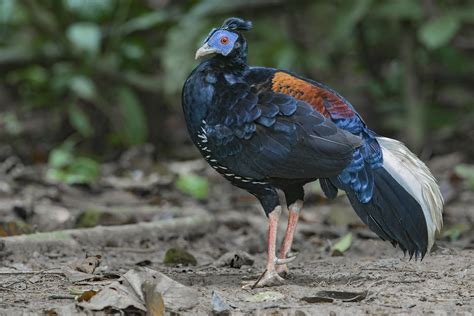 Malayan Crested Fireback Lophura Ignita Male The Creste Flickr