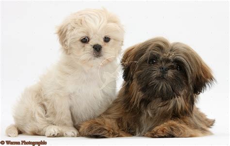 Little dog puppy of shih tzu, the dog breed of shih tzu is toy group, dog is name money, #shihtzu. Cute Puppy Dogs: brown shih tzu puppies