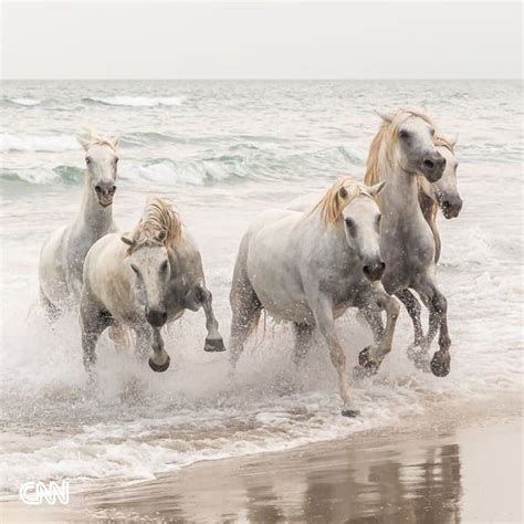 Cnn On Instagram Majestic White Horses On A Beach Mont Saint Michel