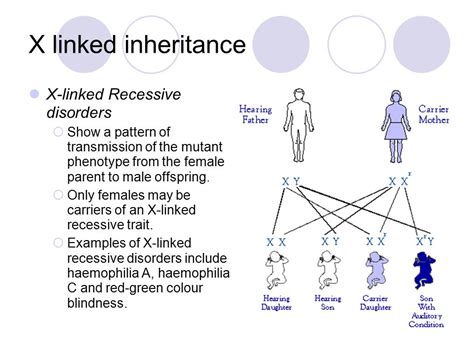 With autosomal dominance, carrying individuals will pass on the trait to about 50% of their offspring (whereby autosomal recessive traits are passed. Which of the following is a sex linked recessive disorder ...