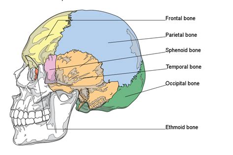 Human Anatomy Skull Human Anatomy
