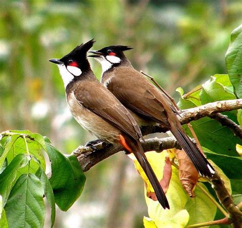 Animals Hd Images Photos Wallpapers Free Download Bulbul Bird Images