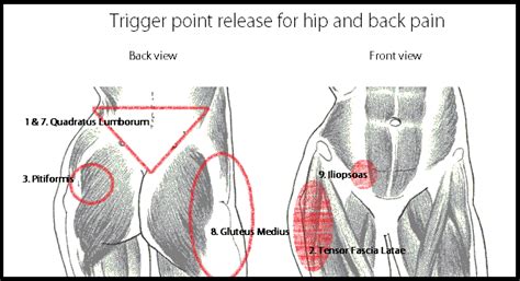 Muscle strains and tears can occur to any of the muscles around the hip. Soft Tissue Release Quadratus Lumborum - filesummit