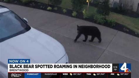 Black bear spotted roaming in Brentwood neighborhood - YouTube