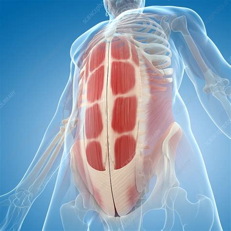 Abdominal Muscles Artwork Stock Image F0055462 Science Photo