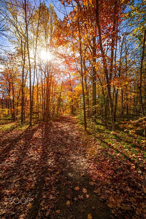 Sun Shining Through Colorful Leaves Of Autumn Trees In Fall Forest And