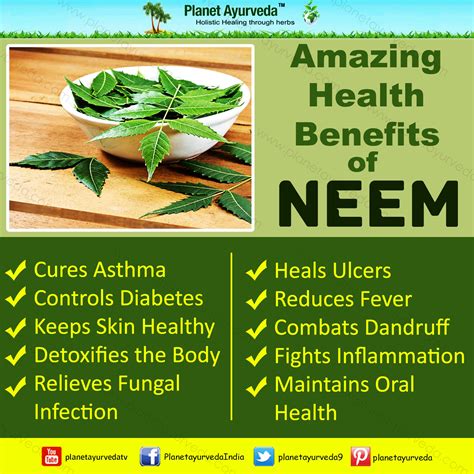 Neem oil benefits for skin. Health Benefits and Medicinal uses of Neem-Azadirachta indica