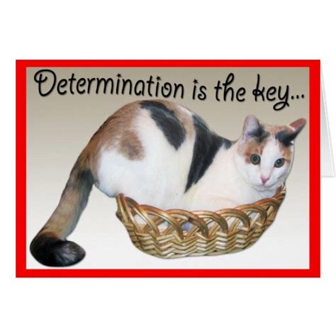 Cat Cardsfunny Encouragement To A Friend Card Zazzle