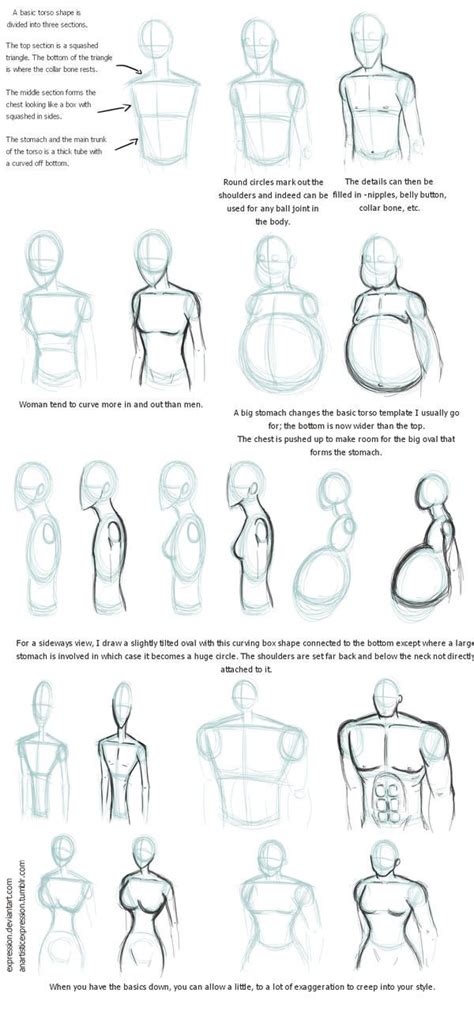 Notes On Torsos By Expression On Deviantart