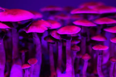 Colorado To Decriminalize Magic Mushrooms Snowbrains