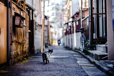 路地裏の猫2 Scenery Japan Trip