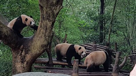 Giant Panda Breeding Research Base Xiongmao Jidi Chengdu 2019 All