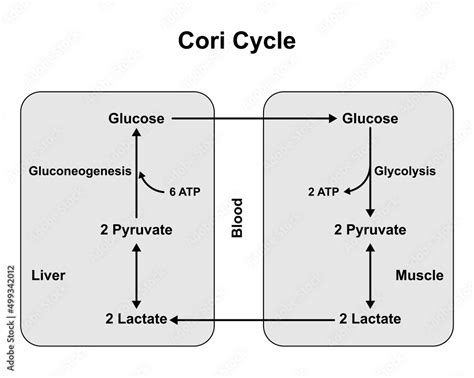 Schematic Diagram Of Cori Cycle Recycling Pathways Between Muscle And