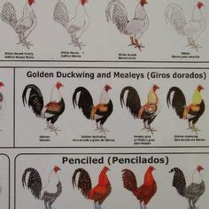 From there it can spread out quickly over the entire body — sometimes the rash is even in a person's ears and mouth. Genetics breeding chart | Chicken breeds chart, Pet ...